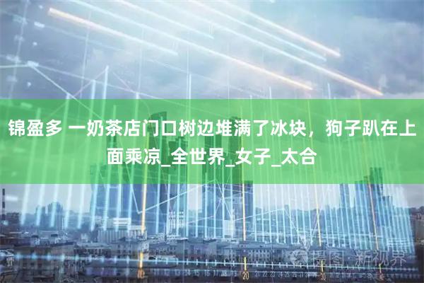 锦盈多 一奶茶店门口树边堆满了冰块，狗子趴在上面乘凉_全世界_女子_太合